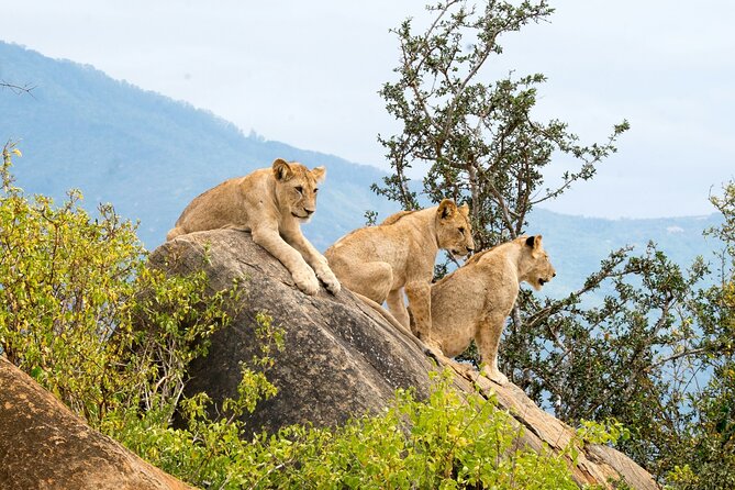 Nairobi: National Park Early Morning or Afternoon Game Drive - What the $30 price really means