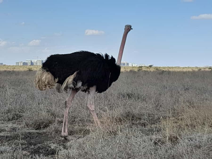 Nairobi: National Park Early Morning or Afternoon Game Drive - Morning or afternoon: choosing your departure