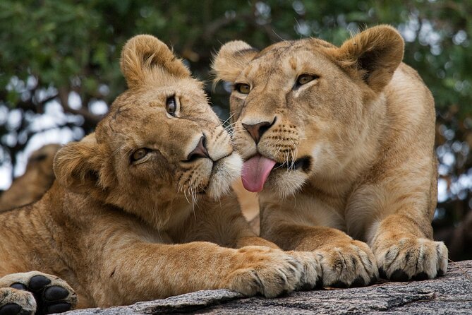 Nairobi National Park, Elephant Orphanage and Giraffe Centre - Nairobi National Park with the city in view