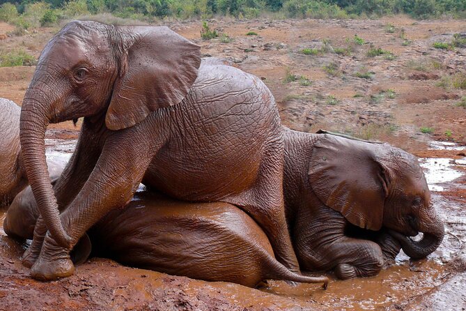 Nairobi National Park, Elephant Orphanage and Giraffe Centre - Why the guide matters so much