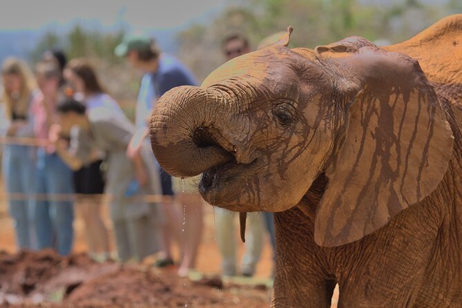 Nairobi National Park, Elephant Orphanage and Giraffe Centre - The real cost of the day