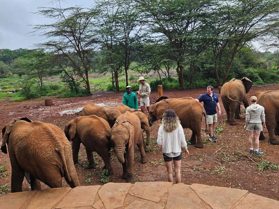 Nairobi: National Park, Elephant Orphanage & Giraffe Center - Key points to know before booking