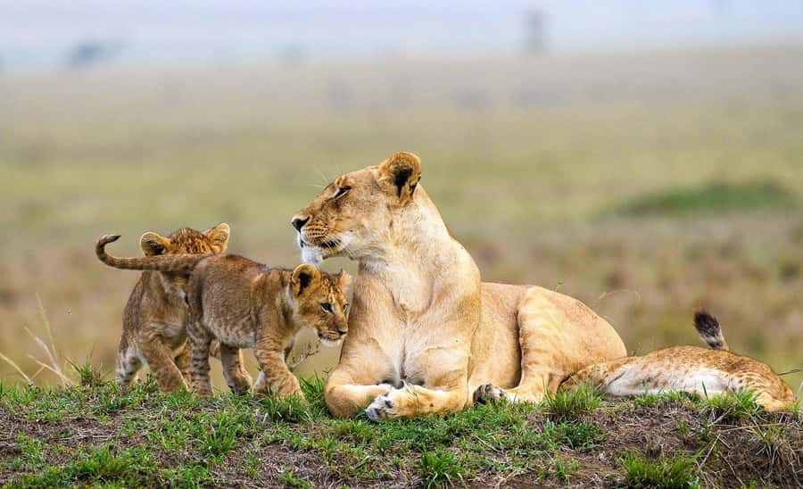 Nairobi: National Park, Elephant Orphanage & Giraffe Center - A safari beside Nairobi’s skyline