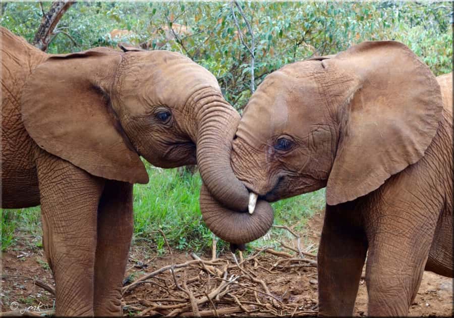 Nairobi: National Park, Elephant Orphanage & Giraffe Center - Feeding giraffes at the Giraffe Centre