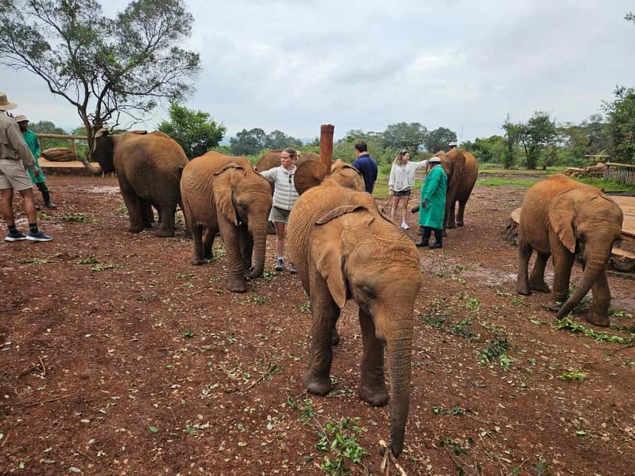 Nairobi: National Park, Elephant Orphanage & Giraffe Center - Lunch, shopping, and the extra stop