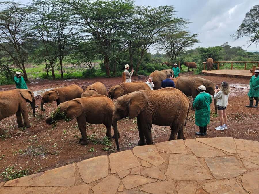 Nairobi: National Park, Elephant Orphanage & Giraffe Center - The real price, not just the advertised price