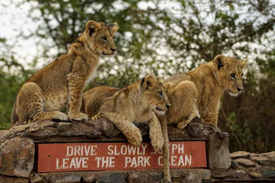 Nairobi: National Park, Elephant Orphanage & Giraffe Center - Who will enjoy this Nairobi day out?