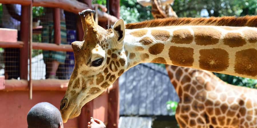 Nairobi: National Park, Elephant Orphanage & Giraffe Center - Practical tips for a smoother day