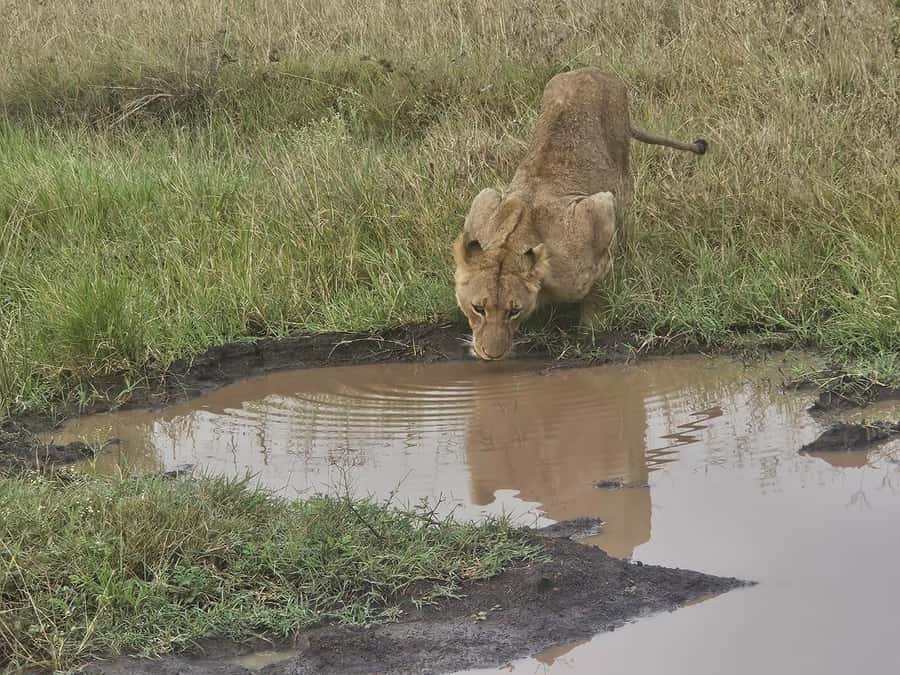 Nairobi: National Park, Elephant Orphanage & Giraffe Center - The park fee changes the real price