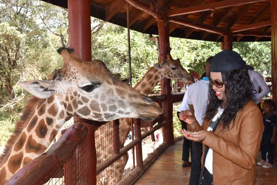 Nairobi: National Park, Elephant Orphanage, & Giraffe Centre - Key points to know before you book