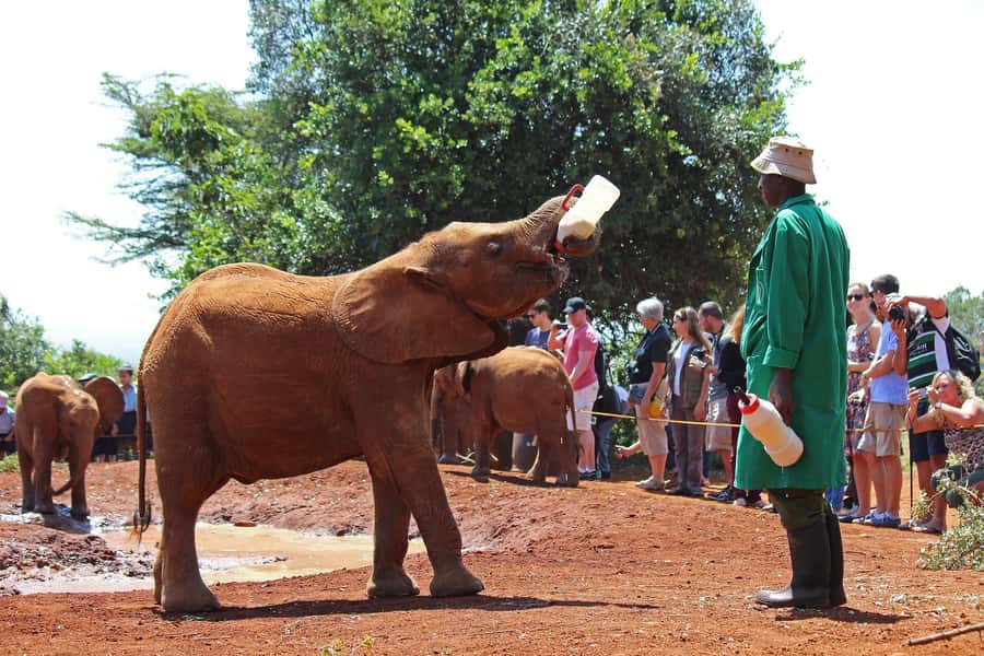 Nairobi: National Park, Elephant Orphanage, & Giraffe Centre - Baby elephants at the David Sheldrick Wildlife Trust