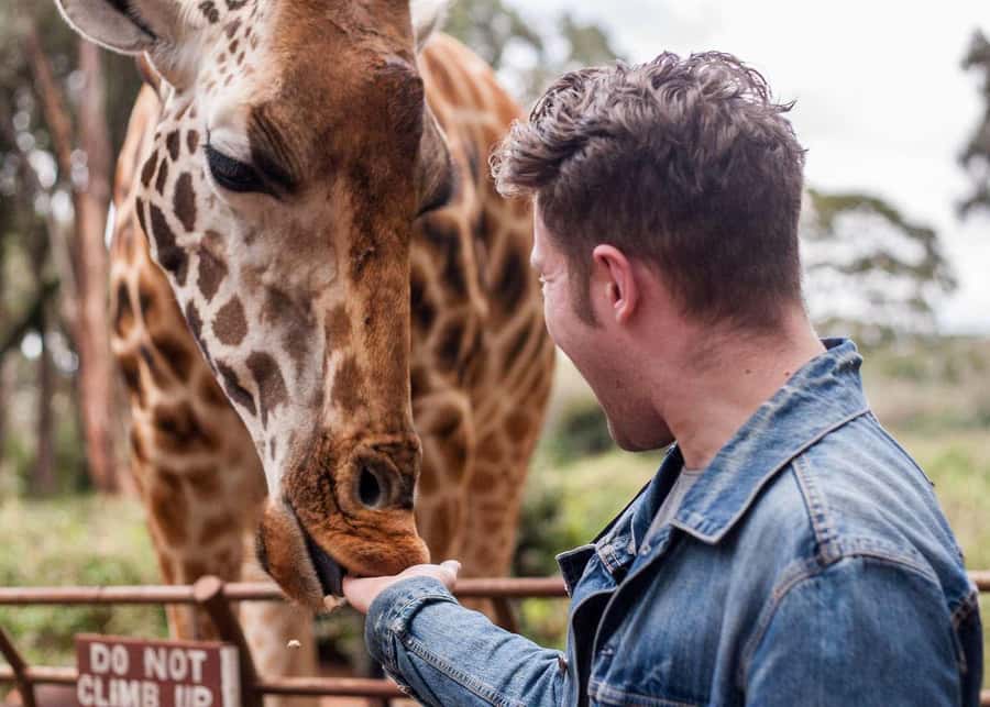 Nairobi: National Park, Elephant Orphanage, & Giraffe Centre - Rothschild giraffes at the Giraffe Centre