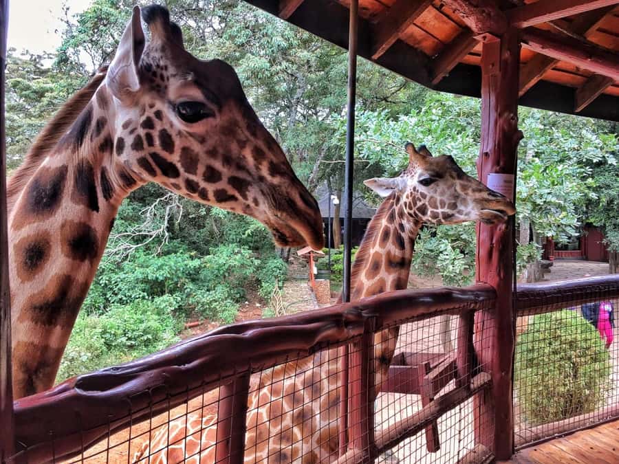 Nairobi: National Park, Elephant Orphanage, & Giraffe Centre - Lunch and the real cost of the day
