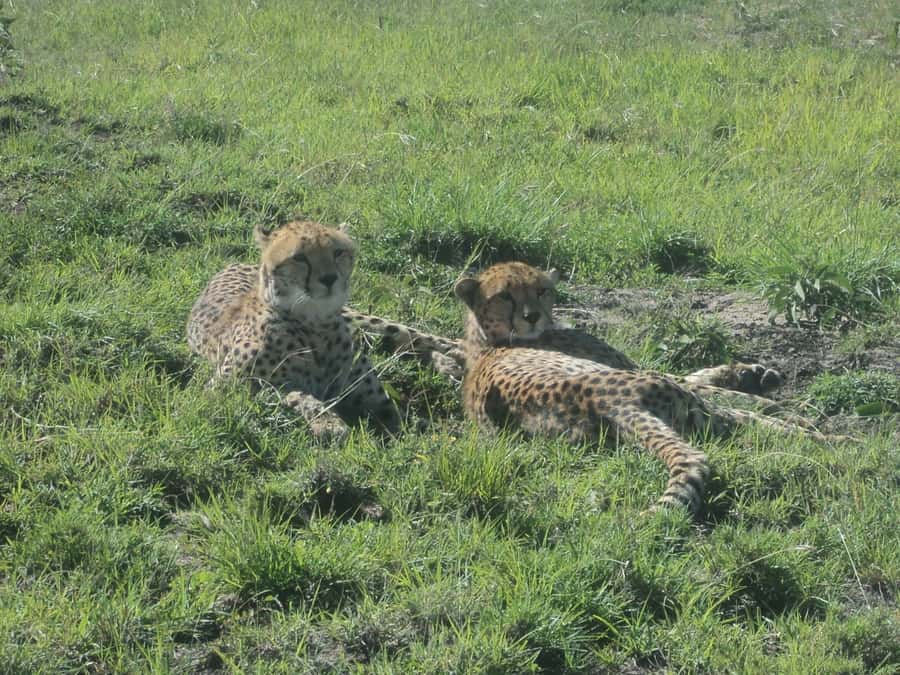 Nairobi National Park Full or Half-Day Tour with Guide - A safari only 10 kilometres from Nairobi