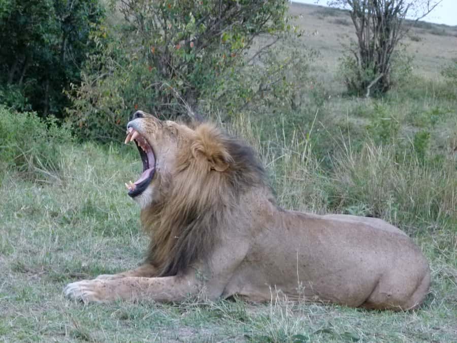 Nairobi National Park Full or Half-Day Tour with Guide - What the four-hour game drive feels like