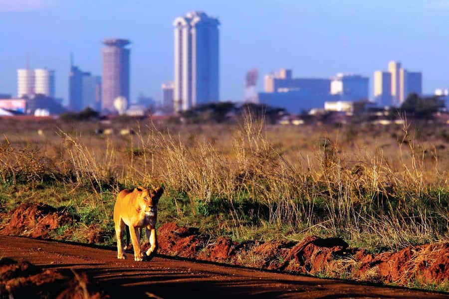 Nairobi National Park Full or Half-Day Tour with Guide - Afternoon departures and the evening show