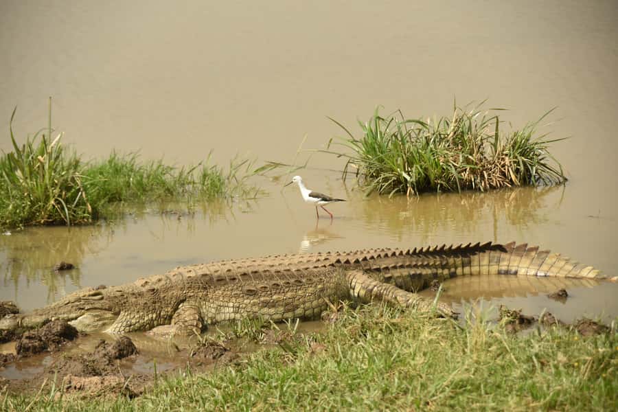 Nairobi National Park Full or Half-Day Tour with Guide - Adding the Giraffe Centre