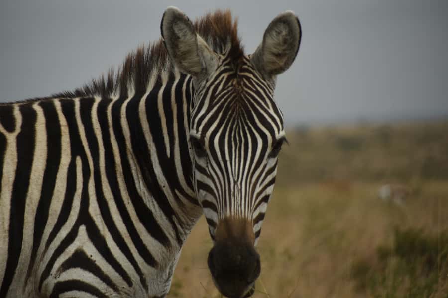 Nairobi National Park Full or Half-Day Tour with Guide - Who should book this experience?