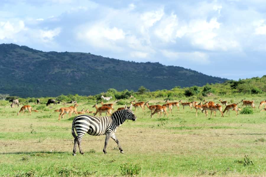 Nairobi National Park Full or Half-Day Tour with Guide - Choosing the 6 AM morning drive