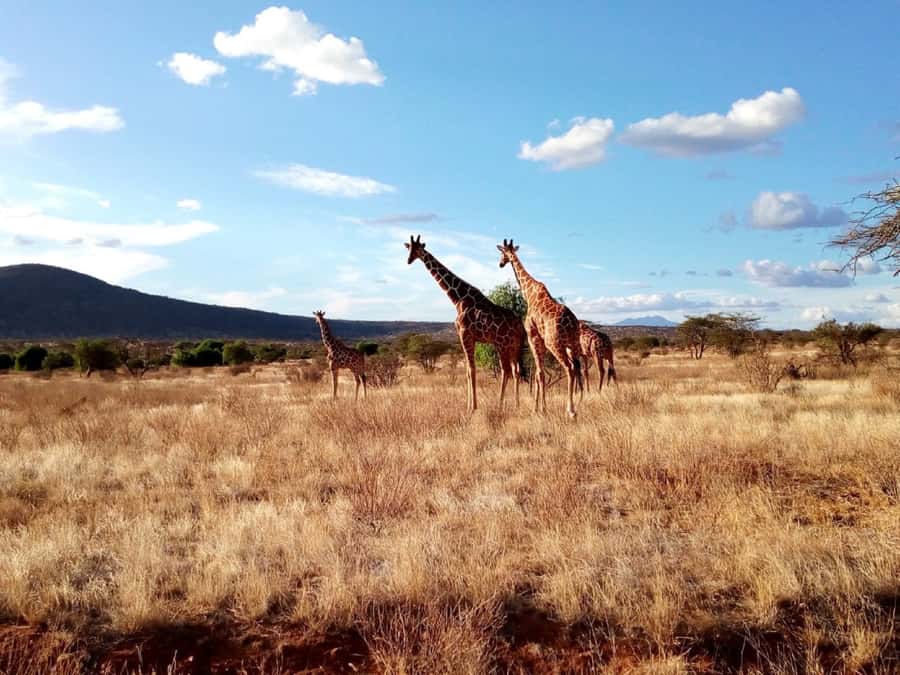 Nairobi National Park Half-Day Game Drive - Why the guide makes such a difference