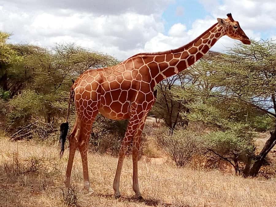 Nairobi National Park Half-Day Game Drive - The real price of the experience