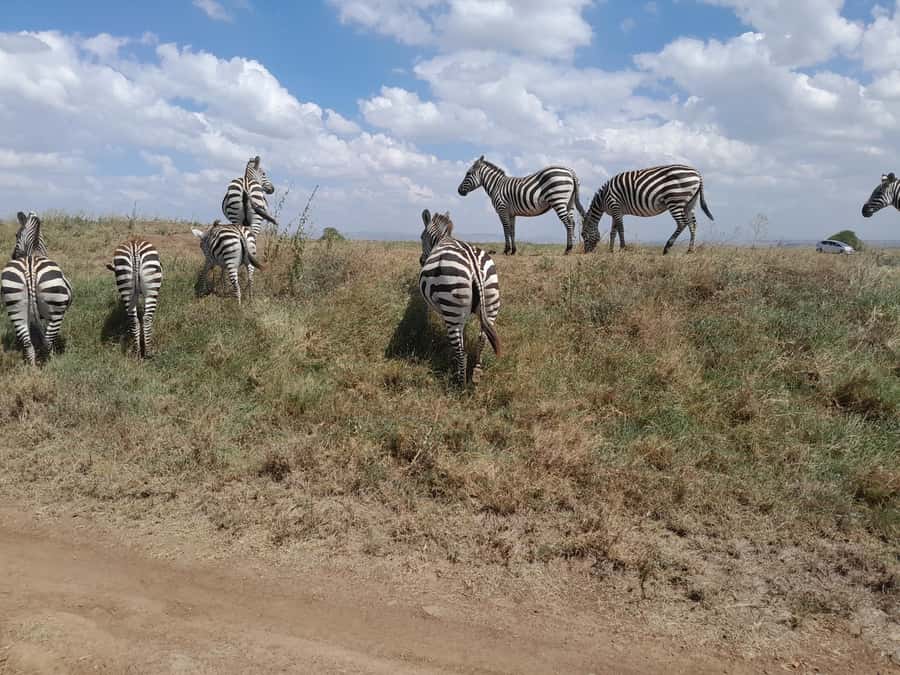Nairobi National Park: Half-Day Group Tour with Pickup - A safari with Nairobi skyscrapers in the background