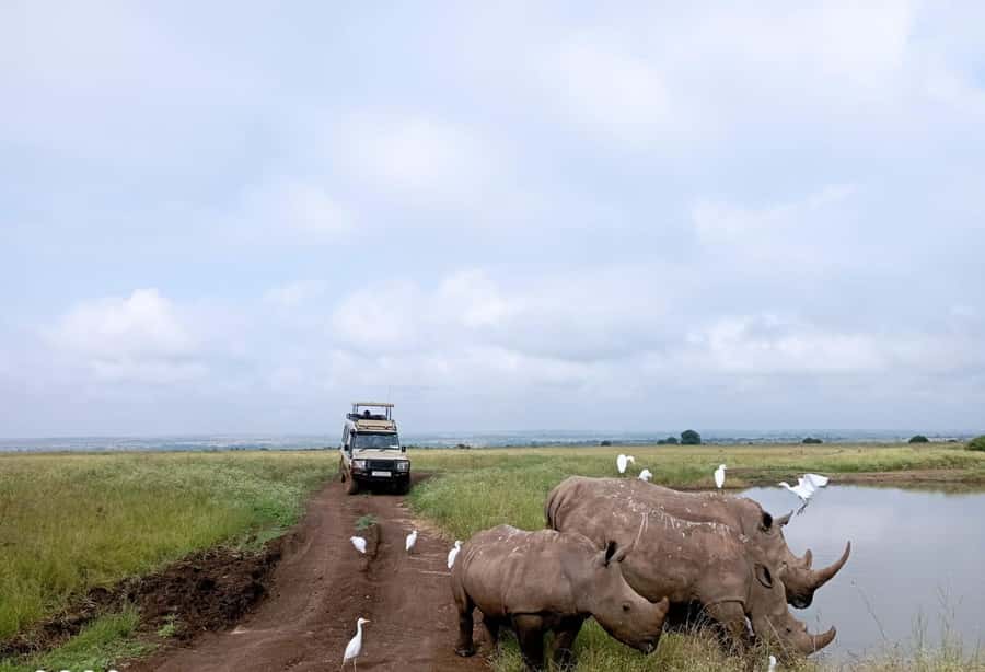 Nairobi National Park: Half-Day Group Tour with Pickup - Four hours on the game-drive roads