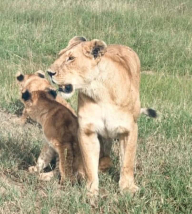 Nairobi National Park: Half-Day Group Tour with Pickup - Rhinos, giraffes, and the chance of lions