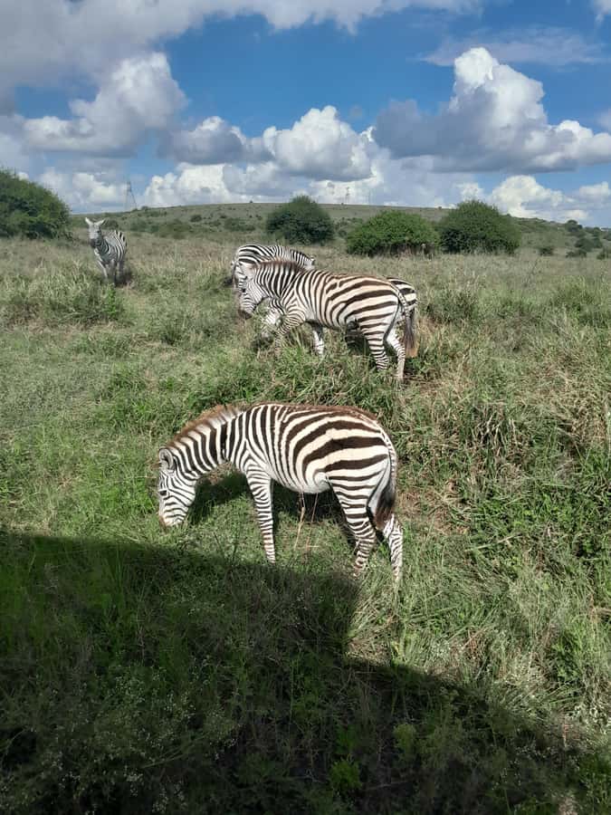 Nairobi National Park: Half-Day Group Tour with Pickup - What $37 really buys you