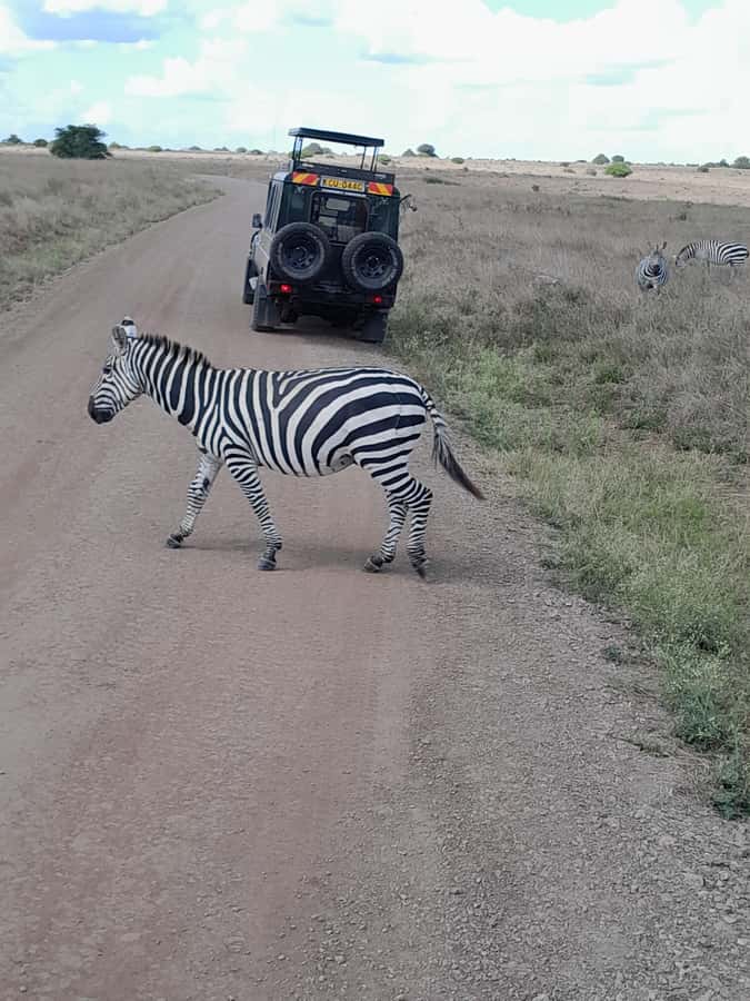 Nairobi National Park: Half-Day Group Tour with Pickup - Who will get the most from this outing