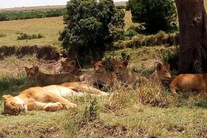 Nairobi National Park Half-Day Tour; Free Wi-Fi connection - The guides can shape the whole outing