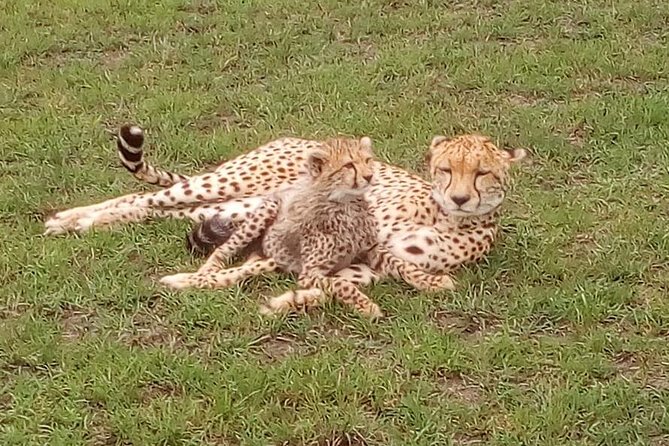 Nairobi National Park Half-Day Tour; Free Wi-Fi connection - The Maasai Market Collections stop