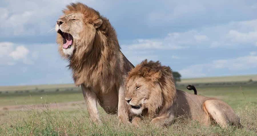 Nairobi: National Park & Optional Elephants & Giraffe Center - Key points at a glance