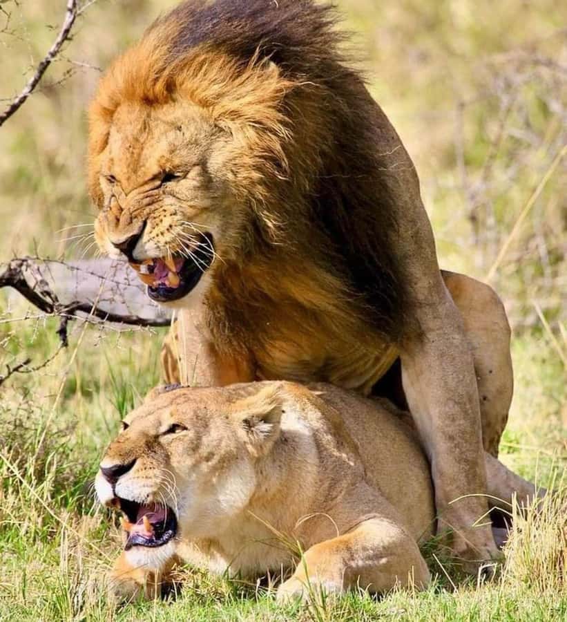 Nairobi: National Park & Optional Elephants & Giraffe Center - Why Nairobi National Park is the heart of the day