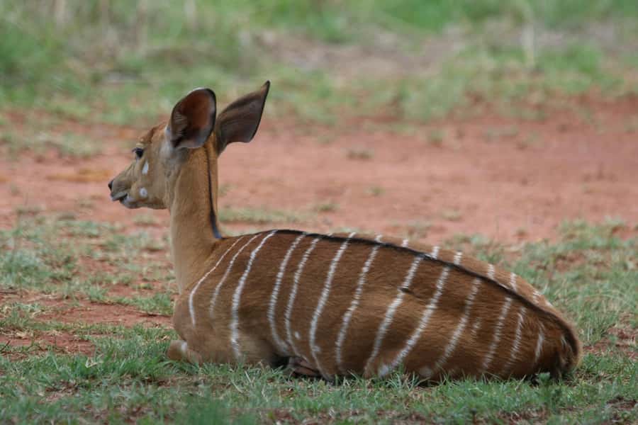 Nairobi: National Park & Optional Elephants & Giraffe Center - What the open-roof vehicle is like
