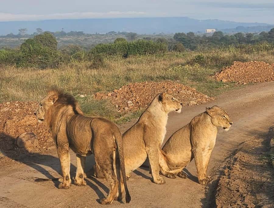 Nairobi: National Park & Optional Elephants & Giraffe Center - Kobe Beads Factory and Kenyan handicrafts