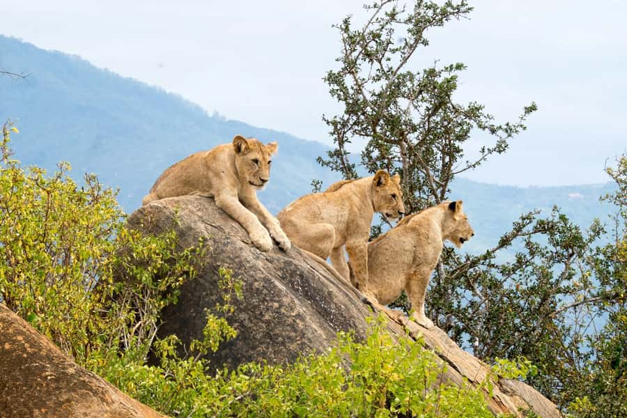 Nairobi: National Park & Optional Elephants & Giraffe Center - The price, extra fees, and real value