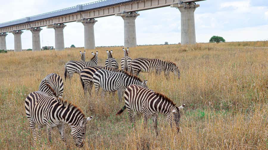 Nairobi: National Park Private Tour in 4X4 Jeep - Key points to know before you book
