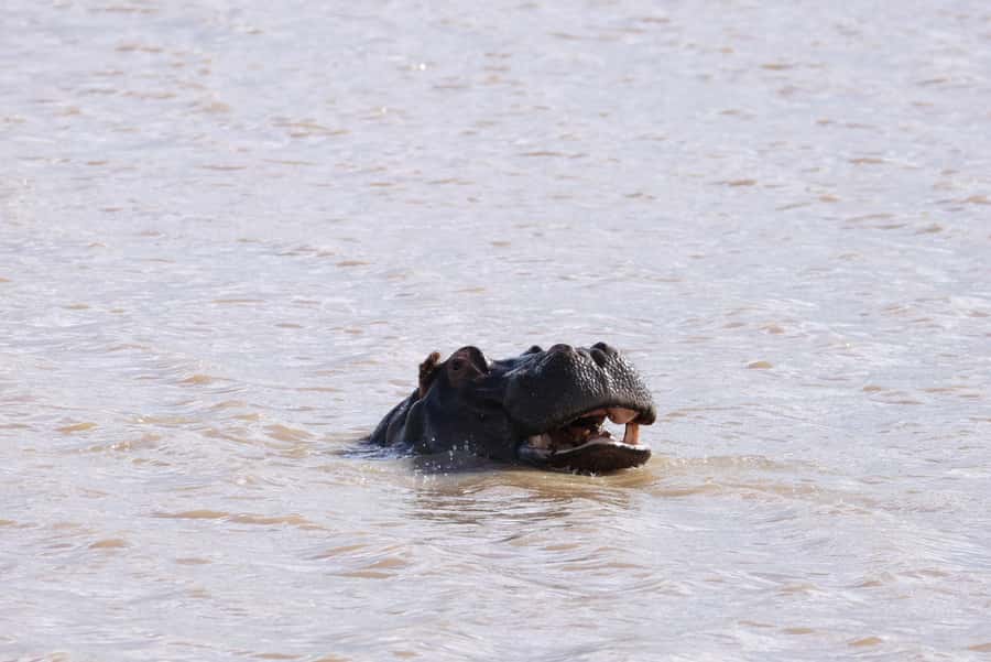 Nairobi: National Park Private Tour in 4X4 Jeep - What to bring and how to prepare