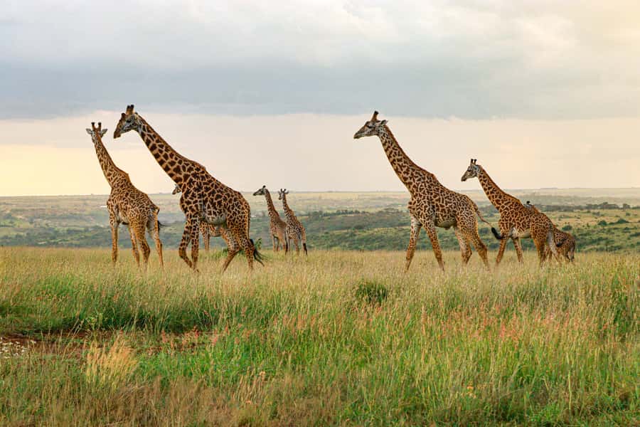 Nairobi: National Park Private Tour in 4X4 Jeep - Inside the open-roof Landcruiser