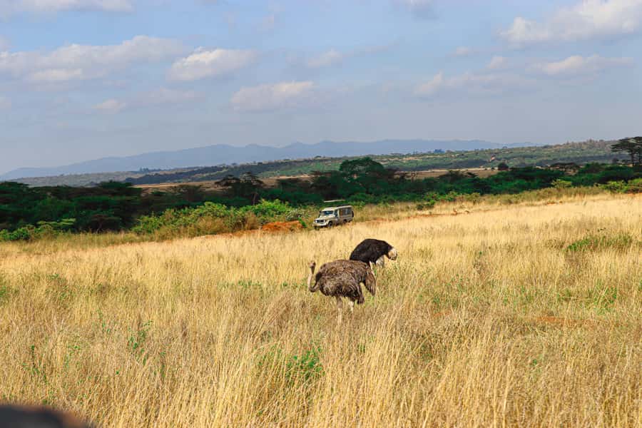 Nairobi: National Park Private Tour in 4X4 Jeep - The gate, Ivory Monument, and first animal sightings