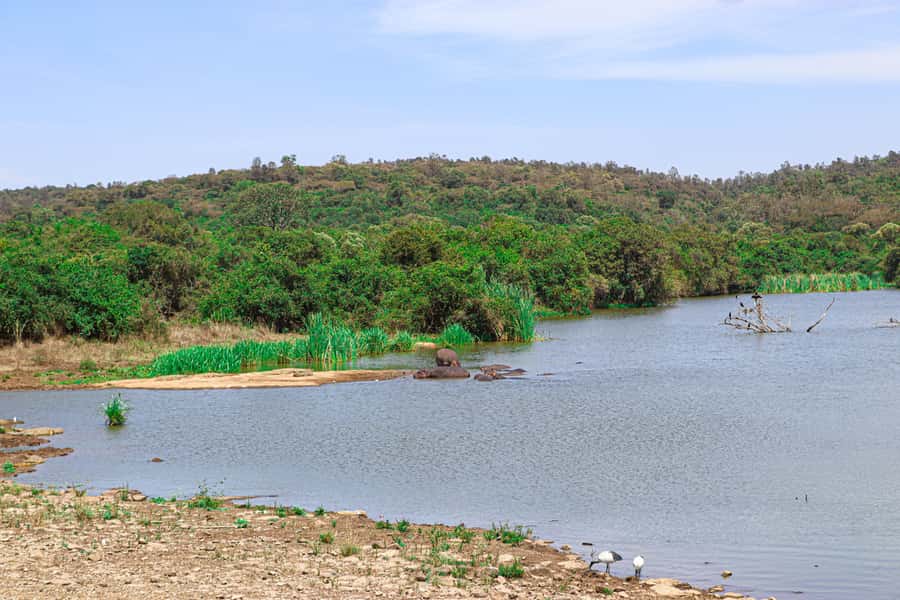 Nairobi: National Park Private Tour in 4X4 Jeep - Five hours of game driving and the animals you may see