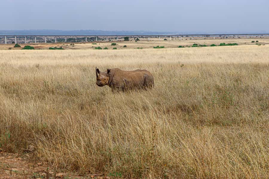Nairobi: National Park Private Tour in 4X4 Jeep - Adding the Giraffe Centre after the park