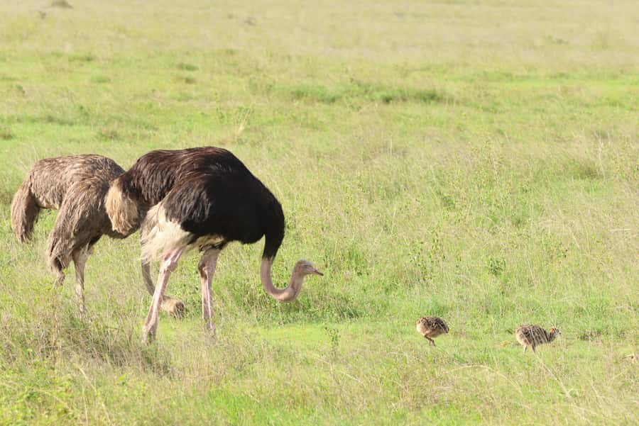 Nairobi: National Park Private Tour in 4X4 Jeep - Is $110 a fair price?