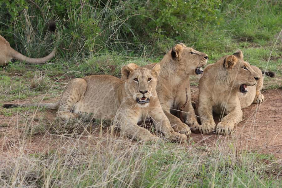 Nairobi: National Park Private Tour in 4X4 Jeep - The 6:30 a.m. pickup and ride to the gate
