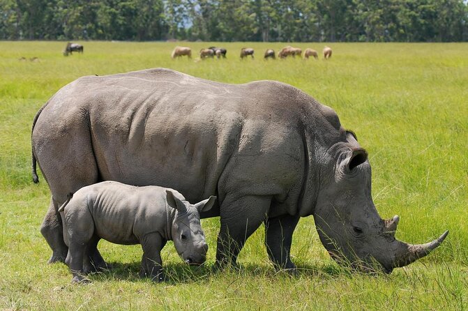 Nairobi National Park, Sheldrick Elephant, Giraffe Centre Tour - Key points to know before booking