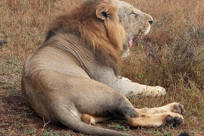 Nairobi National Park, Sheldrick Elephant, Giraffe Centre Tour - Kobe Beads and the question of Karen Blixen