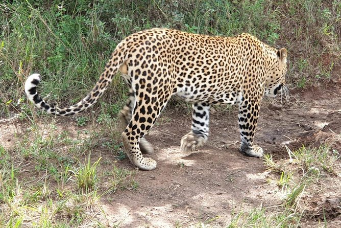 Nairobi National Park, Sheldrick Elephant, Giraffe Centre Tour - What the $50 really buys you