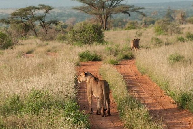 Nairobi National Park, Sheldrick Elephant, Giraffe Centre Tour - Eight hours can feel like a long day