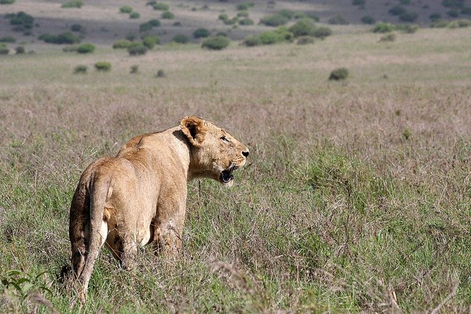 Nairobi National Park, Sheldrick Elephant, Giraffe Centre Tour - Who will enjoy this Nairobi day?